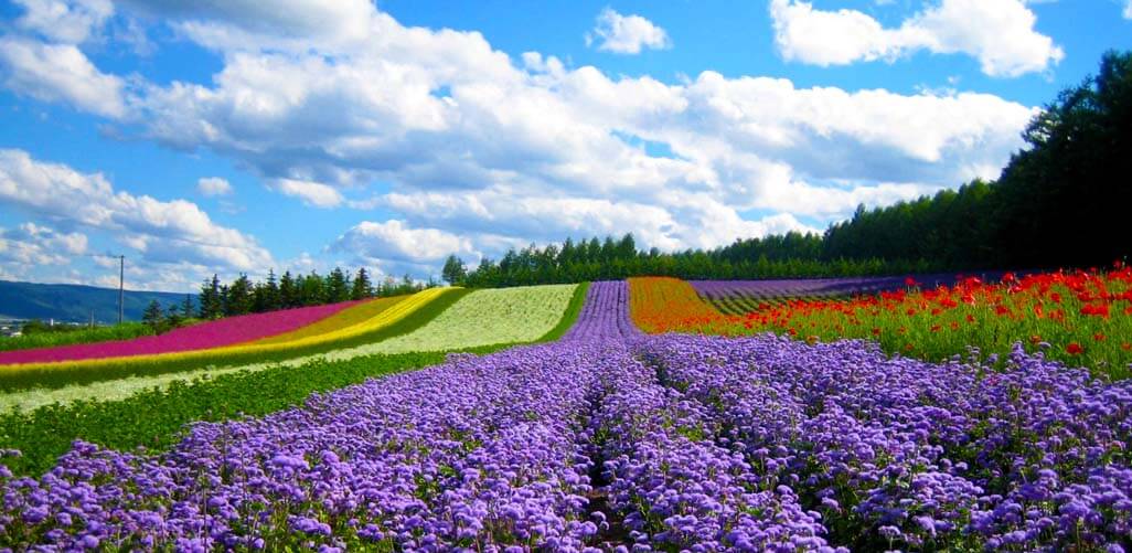 Vườn hoa Đà Lạt